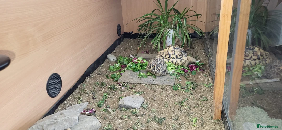 Tortoise reptiles for sale: Tortoise  in Darlington - Advert 6