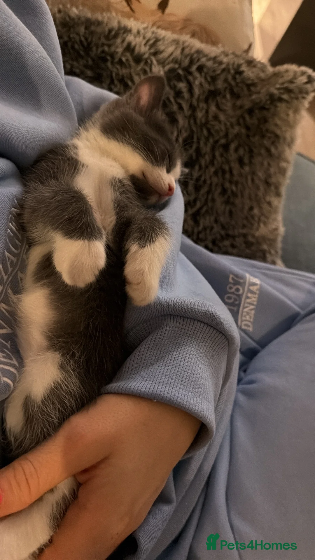 Mixed Breed cats for sale: 4 kittens for sale- all boys - Advert 5