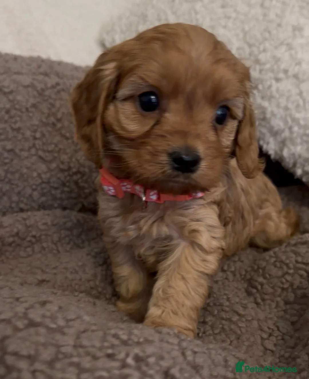 Cavapoo dogs for sale: F1 Cavapoo Puppies 🤎 3 girls, 2 boys 🤎 - Advert 13