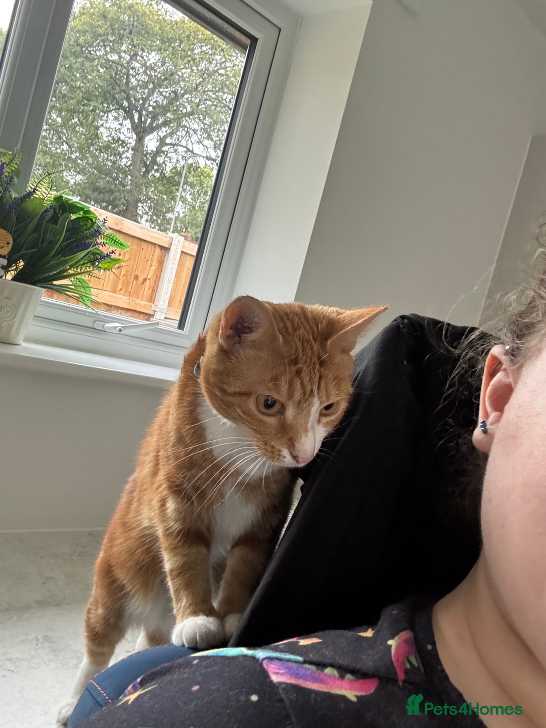 Mixed Breed cats for sale: Marla ginger cat  - Advert 4