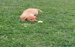 Labrador Retriever dogs for sale: Fox red labrador puppies  - Image 13