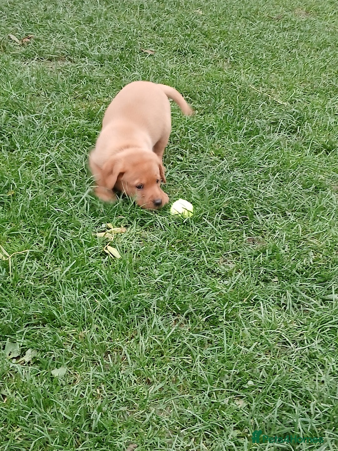 Labrador Retriever dogs for sale: Fox red labrador puppies  - Image 13