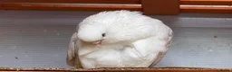 Mixed Breed birds for sale: Quality Pigeons for Sale 🕊️ - Advert 8