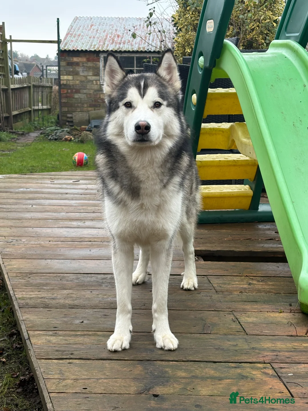 Siberian Husky dogs for stud: Husky malamute mix  - Advert 2