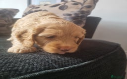 Cockapoo dogs for sale: Beautiful F2B Cockapoo puppies - Image 3