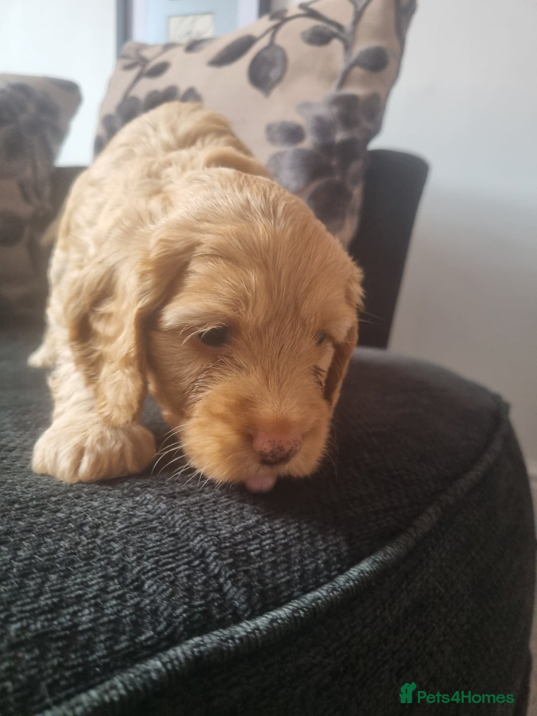 Cockapoo dogs for sale: Beautiful F2B Cockapoo puppies - Image 3