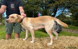 Labrador Retriever dogs for sale: Labrador retriever puppies for sale  - Image 20