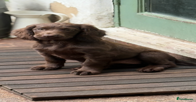 Cocker Spaniel dogs in Leek - Advert 6