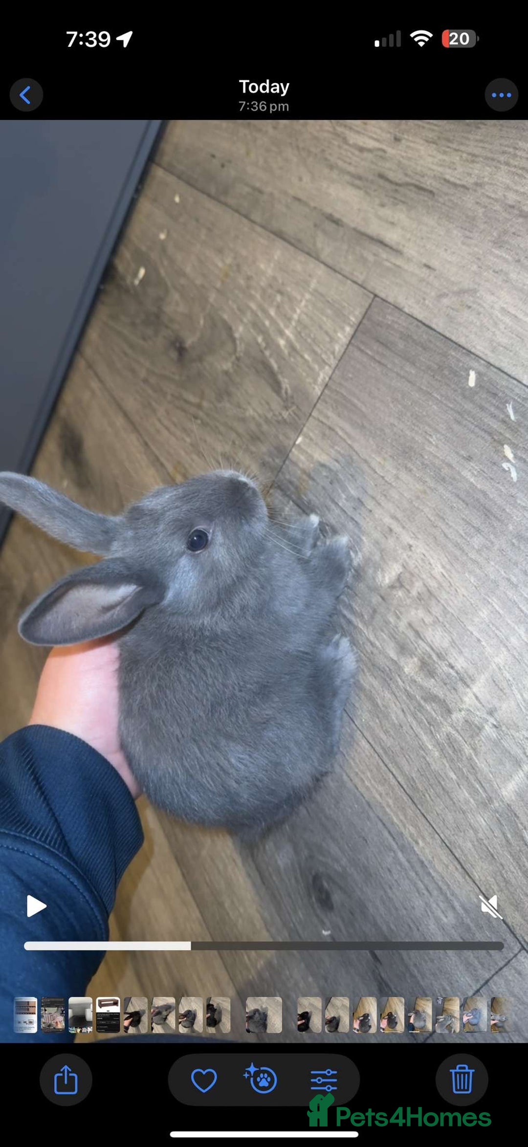 Mixed Breed rabbits for sale: savannah mini lop bunny - Image 7
