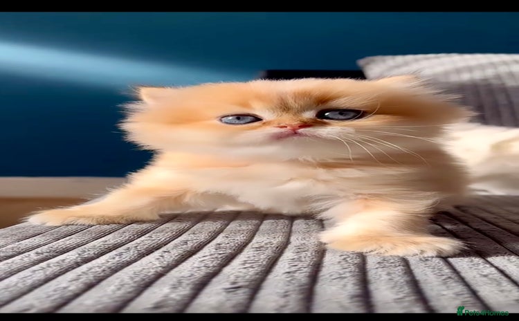 British Longhair cats - Advert 15