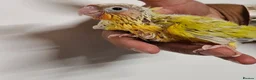 Conures birds for sale: Handreared and tame baby conure parrots - Advert 3