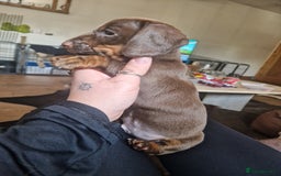 Miniature Dachshund dogs for sale: PRA CLEAR MINIATURE DACHSHUND MALE - Image 2