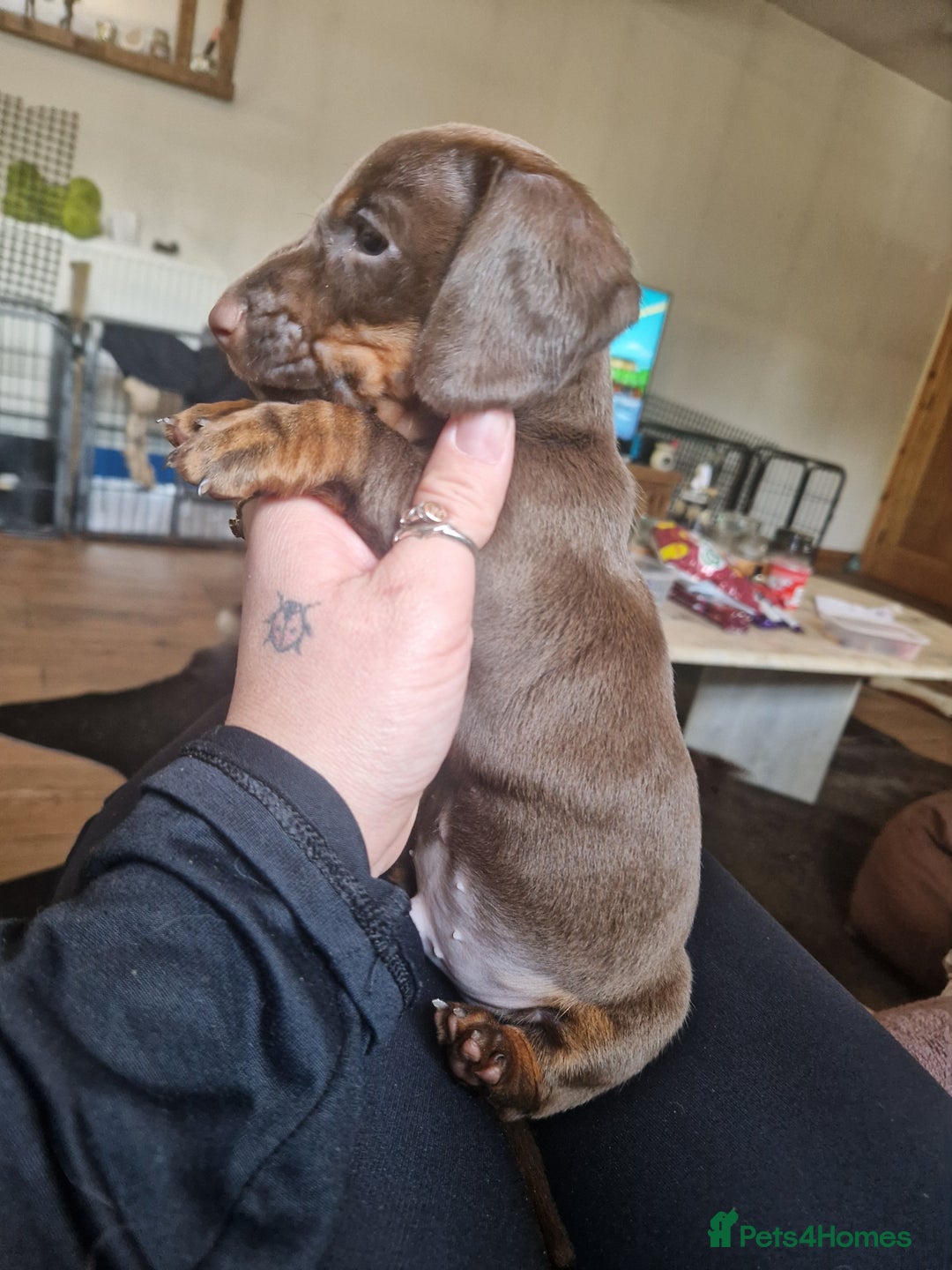 Miniature Dachshund dogs for sale: PRA CLEAR MINIATURE DACHSHUND MALE - Image 2