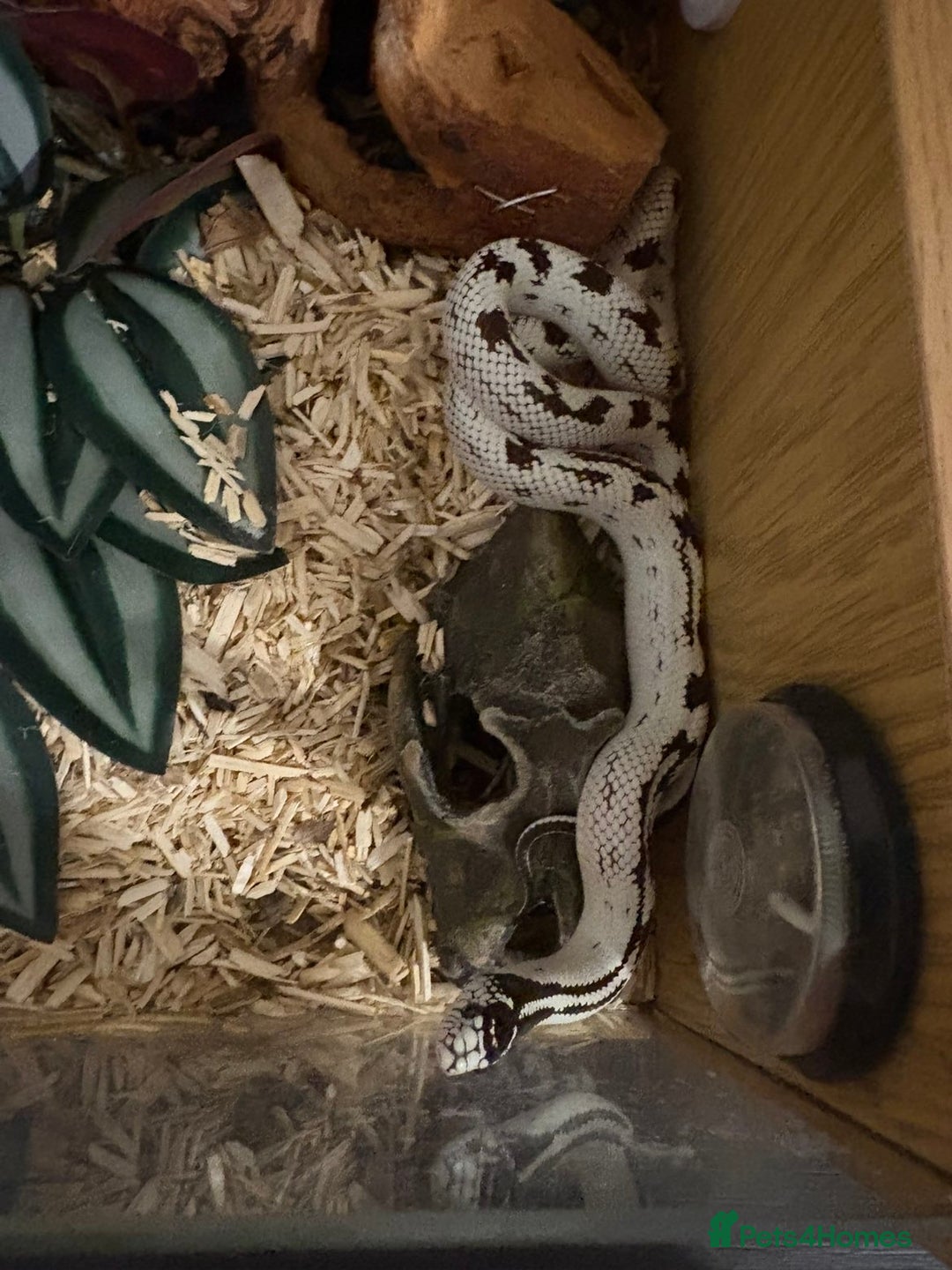 King Snake reptiles for sale: CALIFORNIA KING SNAKE - Advert 1