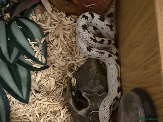 King Snake reptiles CALIFORNIA KING SNAKE - Advert 6