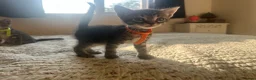 Mixed Breed cats for sale: Tabby kittens 2 girls - Advert 4