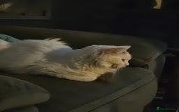 Ragdoll cats for sale: Handsome ragdoll - Image 3