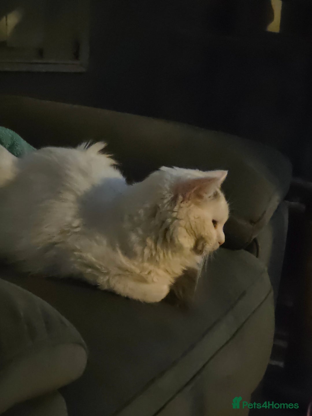 Ragdoll cats for sale: Handsome ragdoll - Image 3