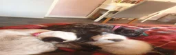 Siamese cats for sale: Siamese/ Ghost tabby  - Advert 9
