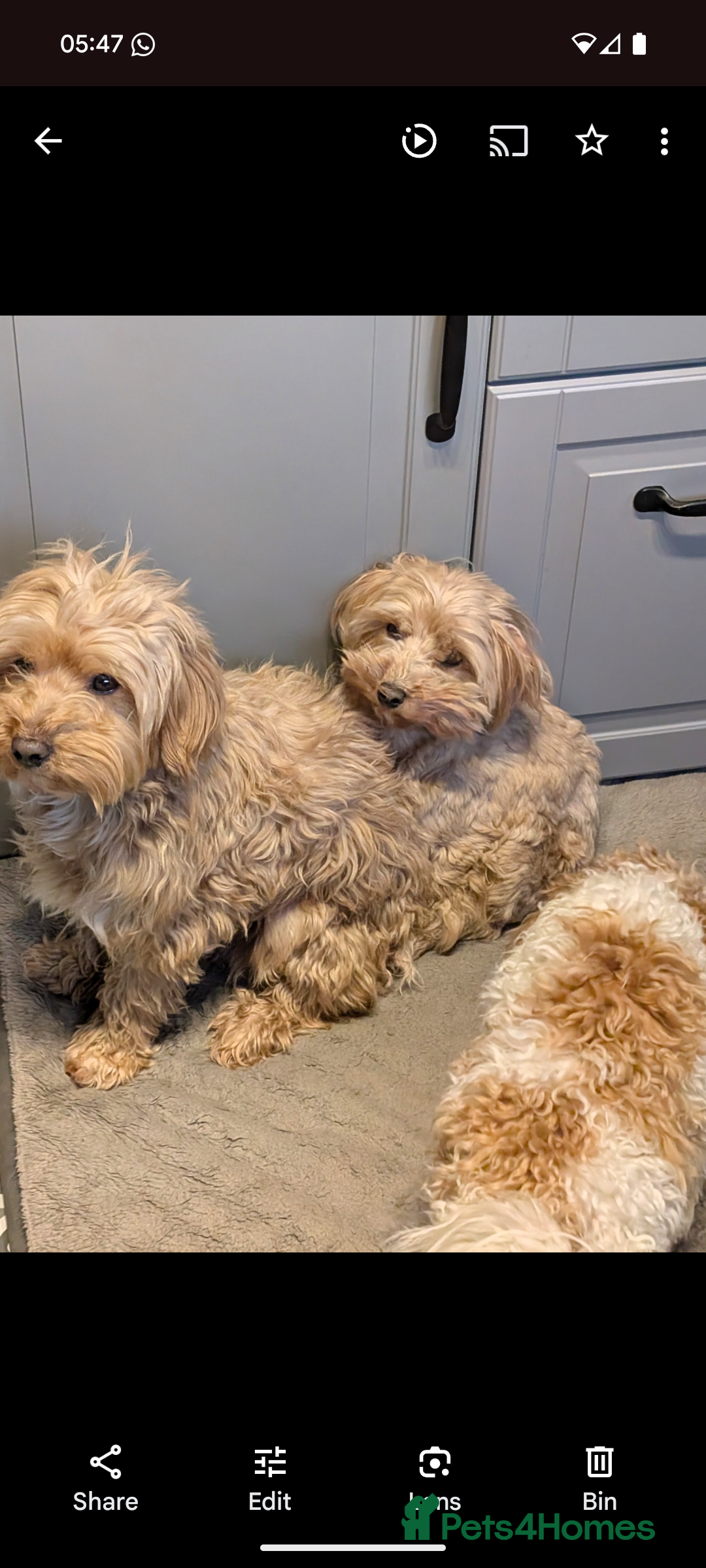 Maltipoo dogs for sale: Last Beautiful tiny female puppy available  - Image 18