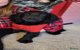 Cocker Spaniel dogs for stud: Dog for STUD  - Image 7