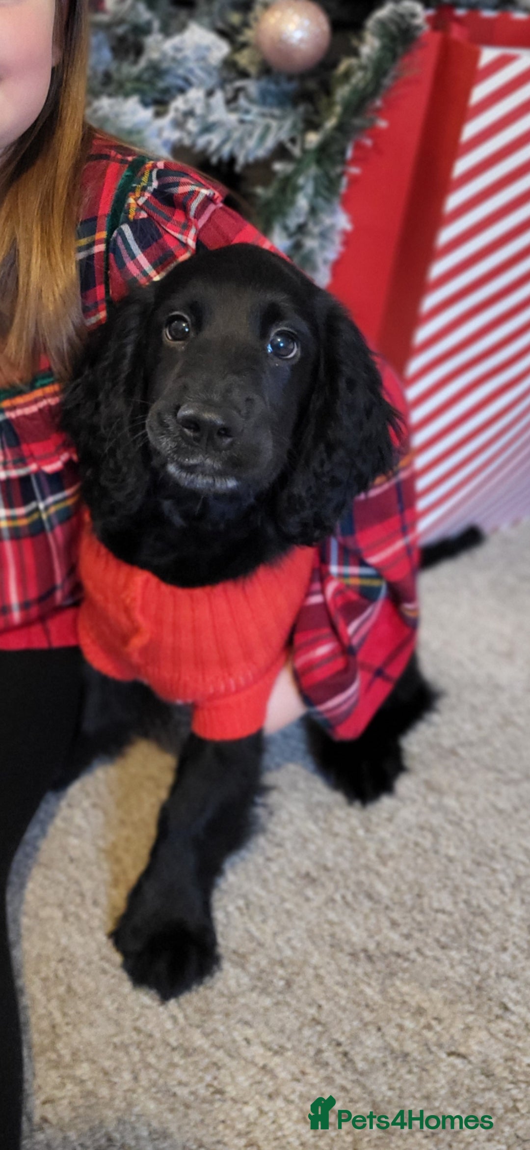 Cocker Spaniel dogs for stud: Dog for STUD  - Image 7