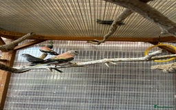 Parakeets birds for sale: Bourkes for sale  - Image 7
