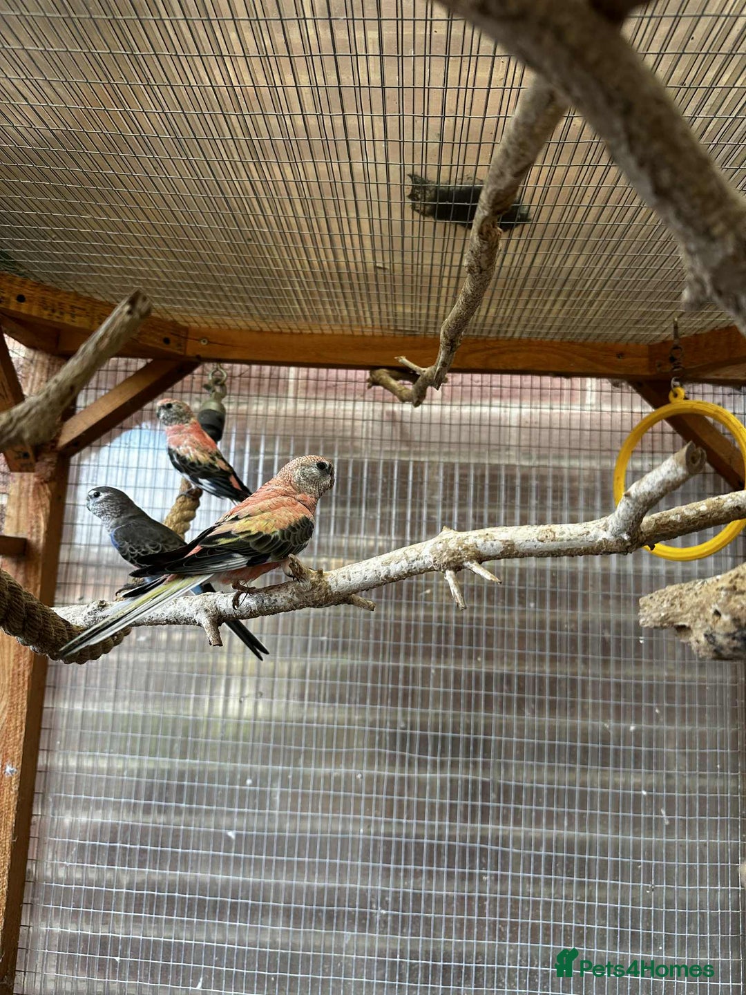 Parakeets birds for sale: Bourkes for sale  - Image 7