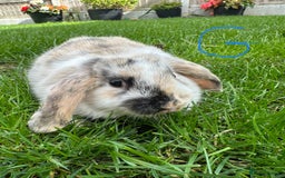 Mini Lop rabbits for sale: Mini Lop Male and Female Rabbits For Sale  - Image 16