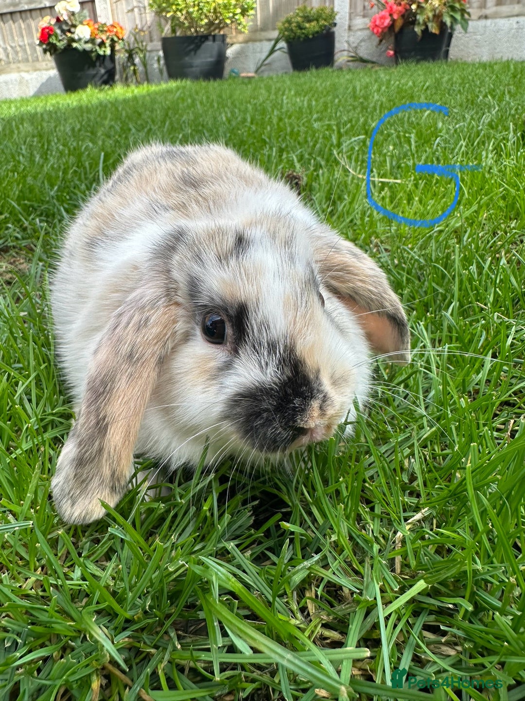 Mini Lop rabbits for sale: Mini Lop Male and Female Rabbits For Sale  - Image 16