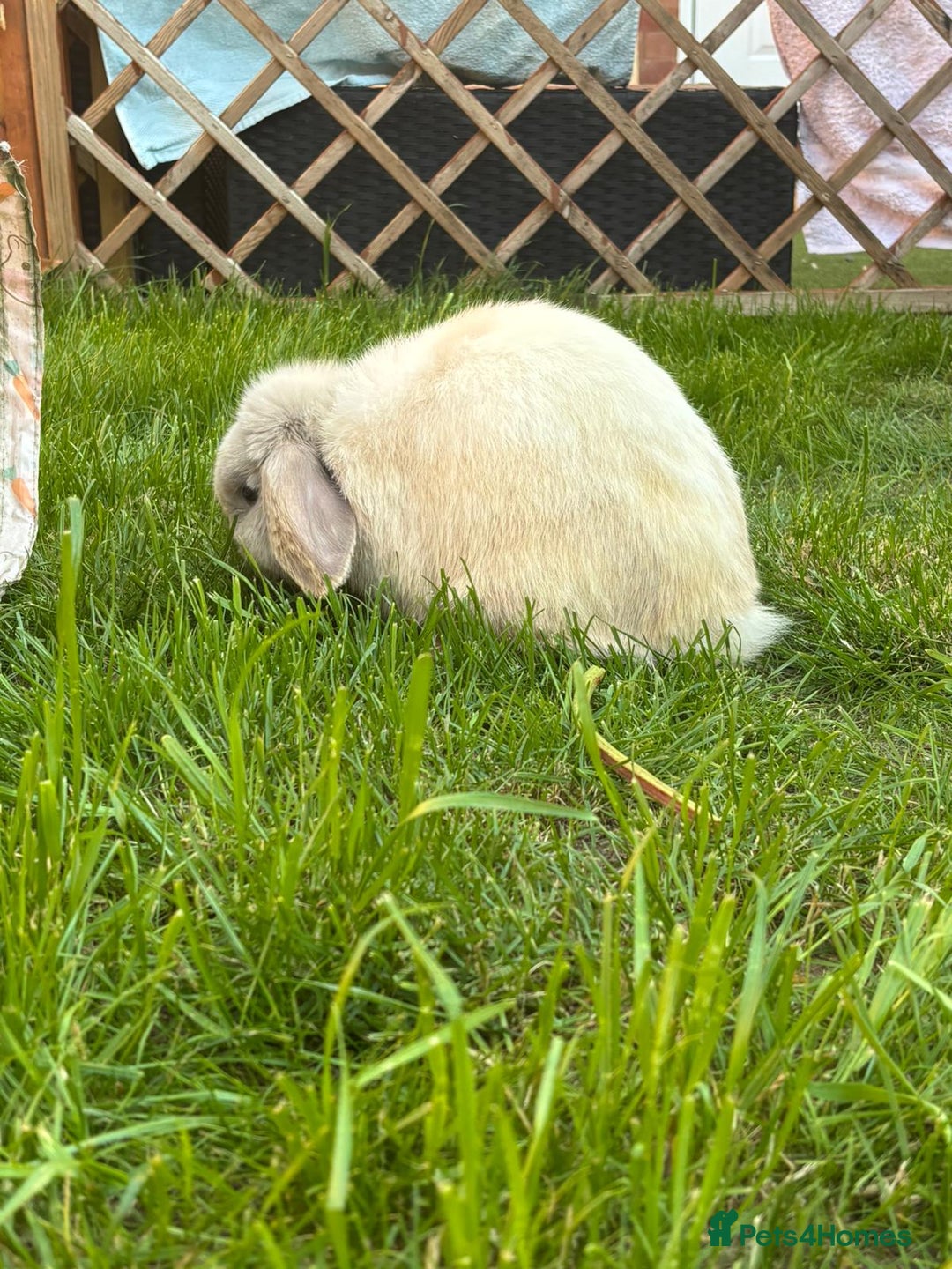 Dwarf Lop rabbits for sale: Thumper  - Image 2