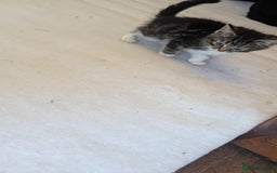 Mixed Breed cats for sale: Kittens for sale - Image 10