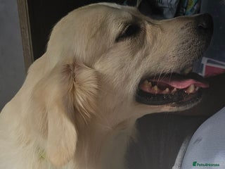 Golden Retriever dogs in Bedford - Advert 29