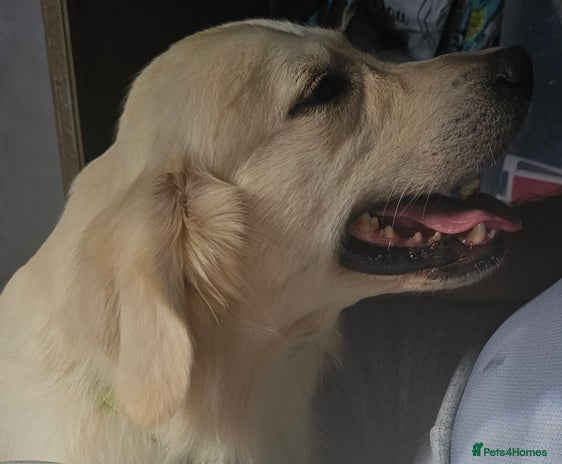 Golden Retriever dogs in Bedford - Advert 1