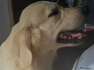 Golden Retriever dogs Extensively health tested show type kc reg in Bedford - Advert 4