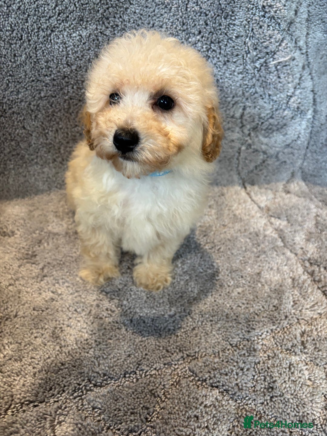 Poochon dogs for sale: Beautiful f1 poochon puppys READY NOW!!! - Advert 11