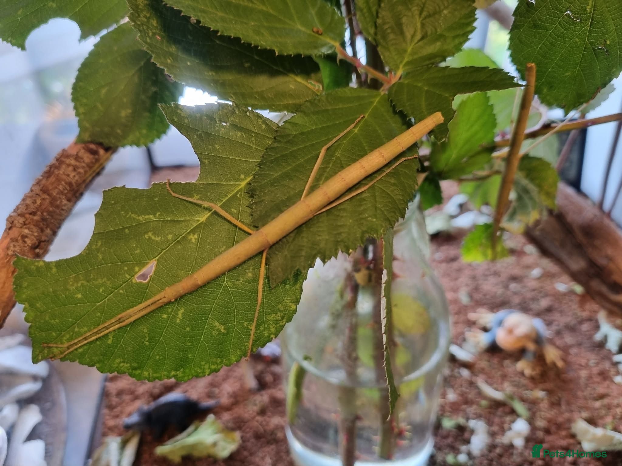 Stick Insects invertebrates Indian Stick Insects – for sale  - Advert 2