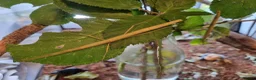 Stick Insects invertebrates for sale: Indian Stick Insects – for sale  in Oxford - Advert 1