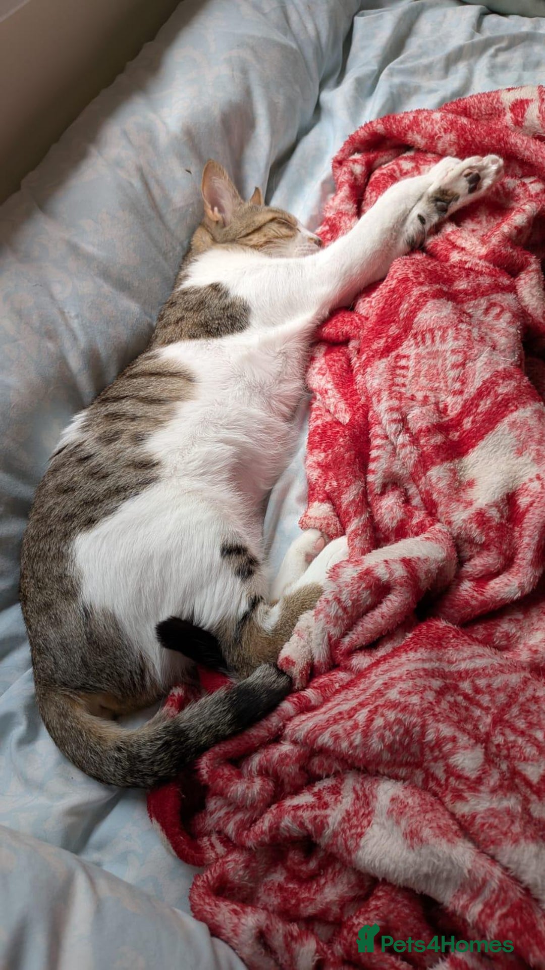 Mixed Breed cats for adoption: Female Indoor Cat for Adoption in Carshalton - Image 10