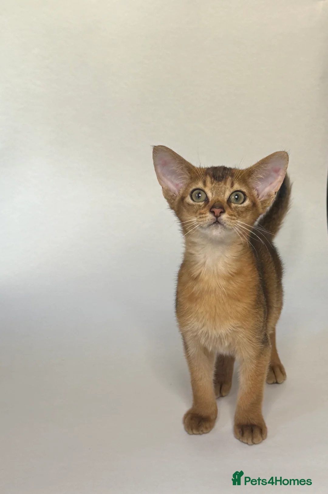 Abyssinian cats for sale: Abyssinian Kitten Boy and girl Tica Show Quality  - Advert 5