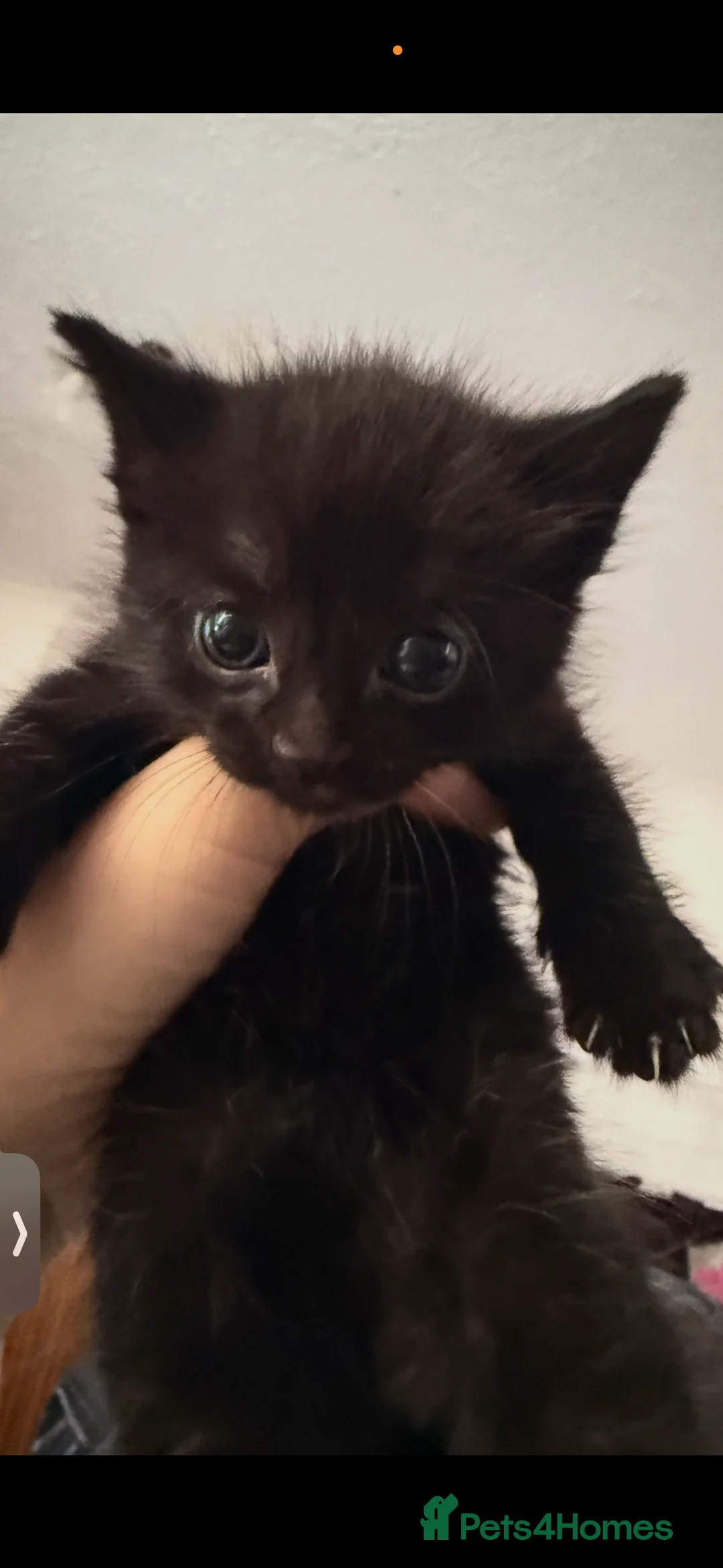 Mixed Breed cats for sale: Kittens for sale in Sheerness - Advert 2