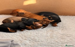 Miniature Dachshund dogs for sale: 5 gorgeous miniature dachshund puppies for sale  - Image 5