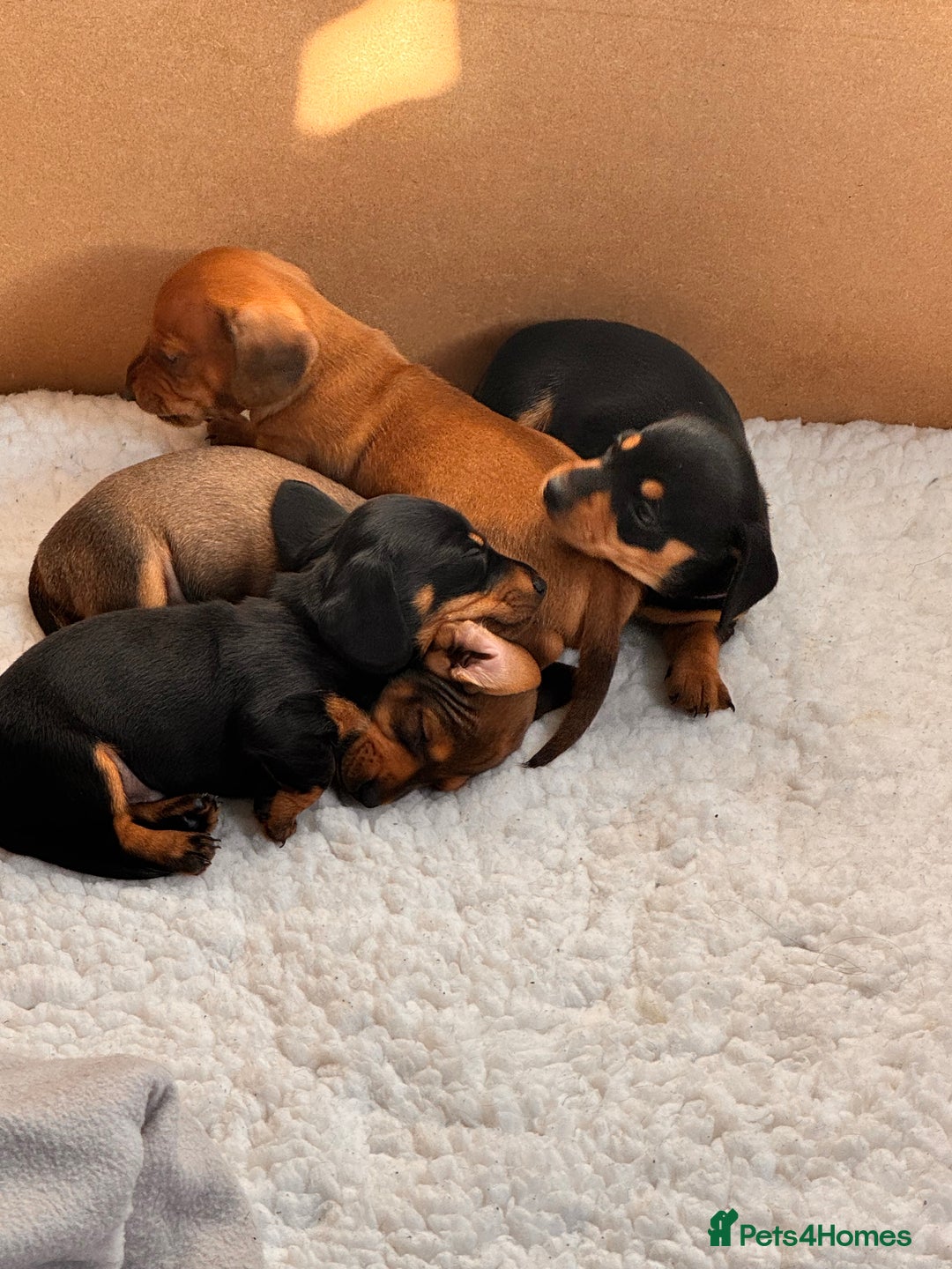 Miniature Dachshund dogs for sale: 5 gorgeous miniature dachshund puppies for sale  - Image 5