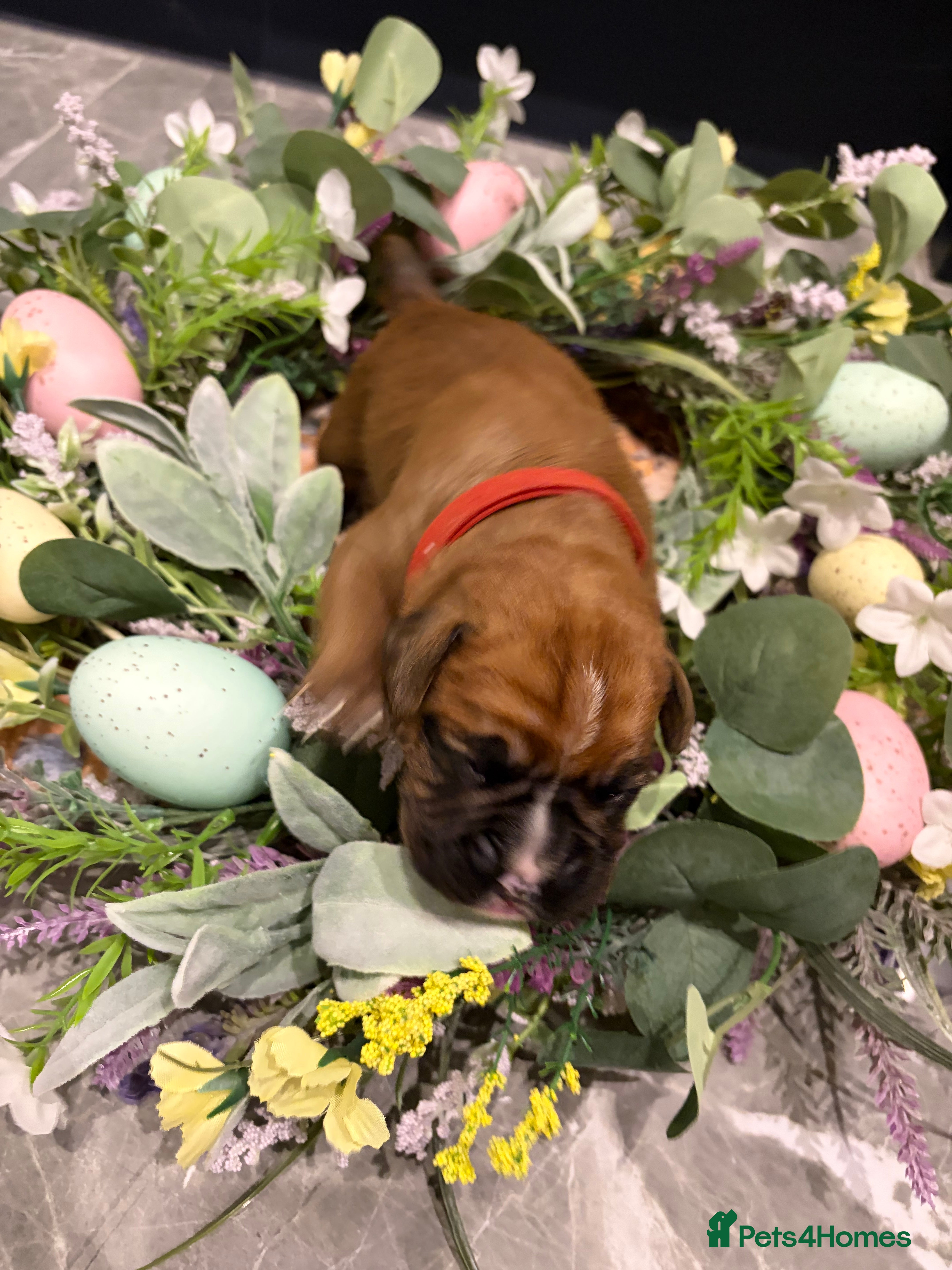 Boxer dogs Beautiful litter of boxee pups  - Advert 18