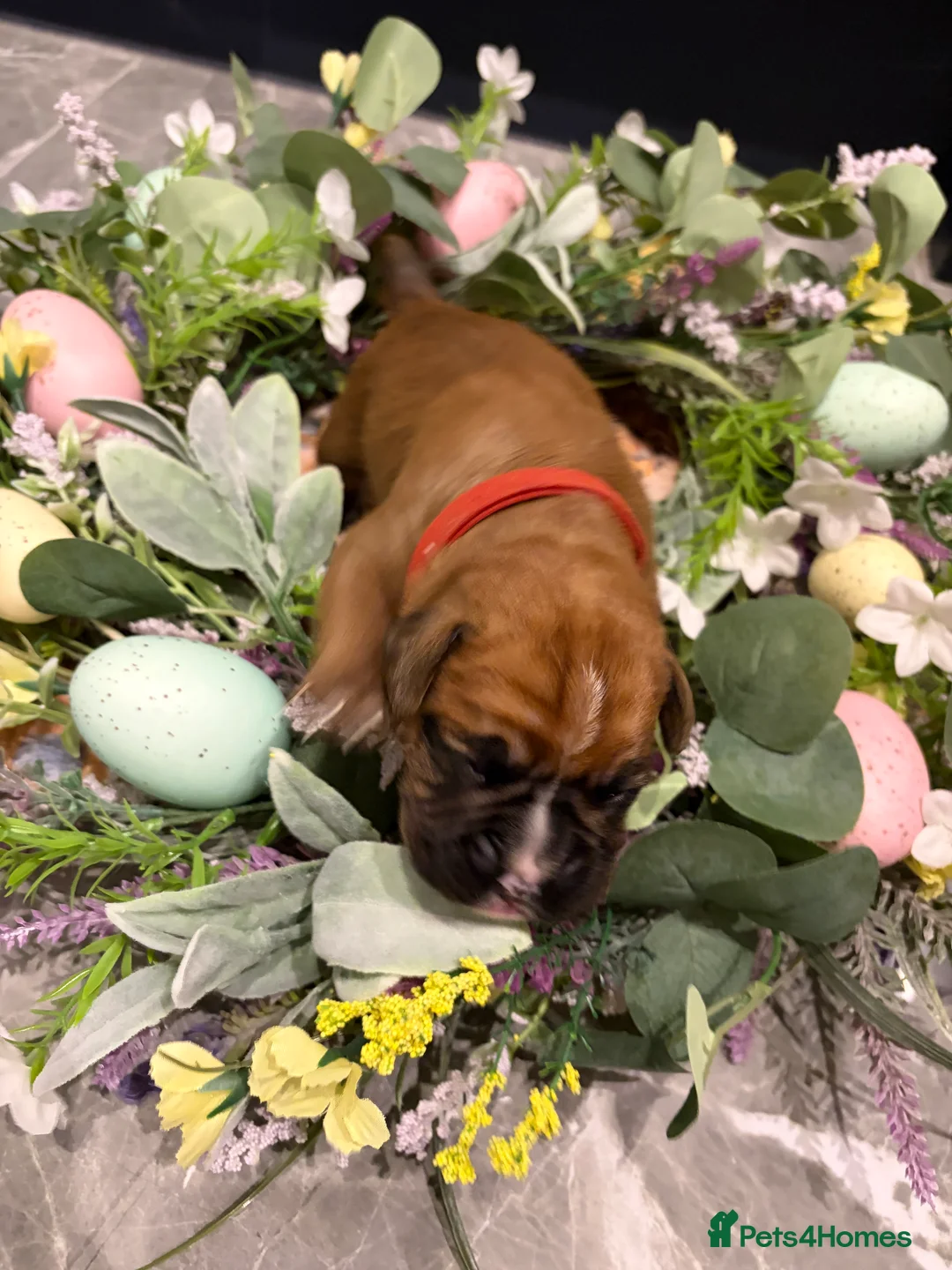 Boxer dogs for sale: Beautiful litter of boxee pups  - Advert 2