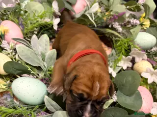 Boxer dogs Beautiful litter of boxee pups - Advert 18