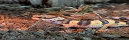 Chameleon reptiles for sale: Chameleon, Leopard Gecko and African Fat Tail - Advert 4