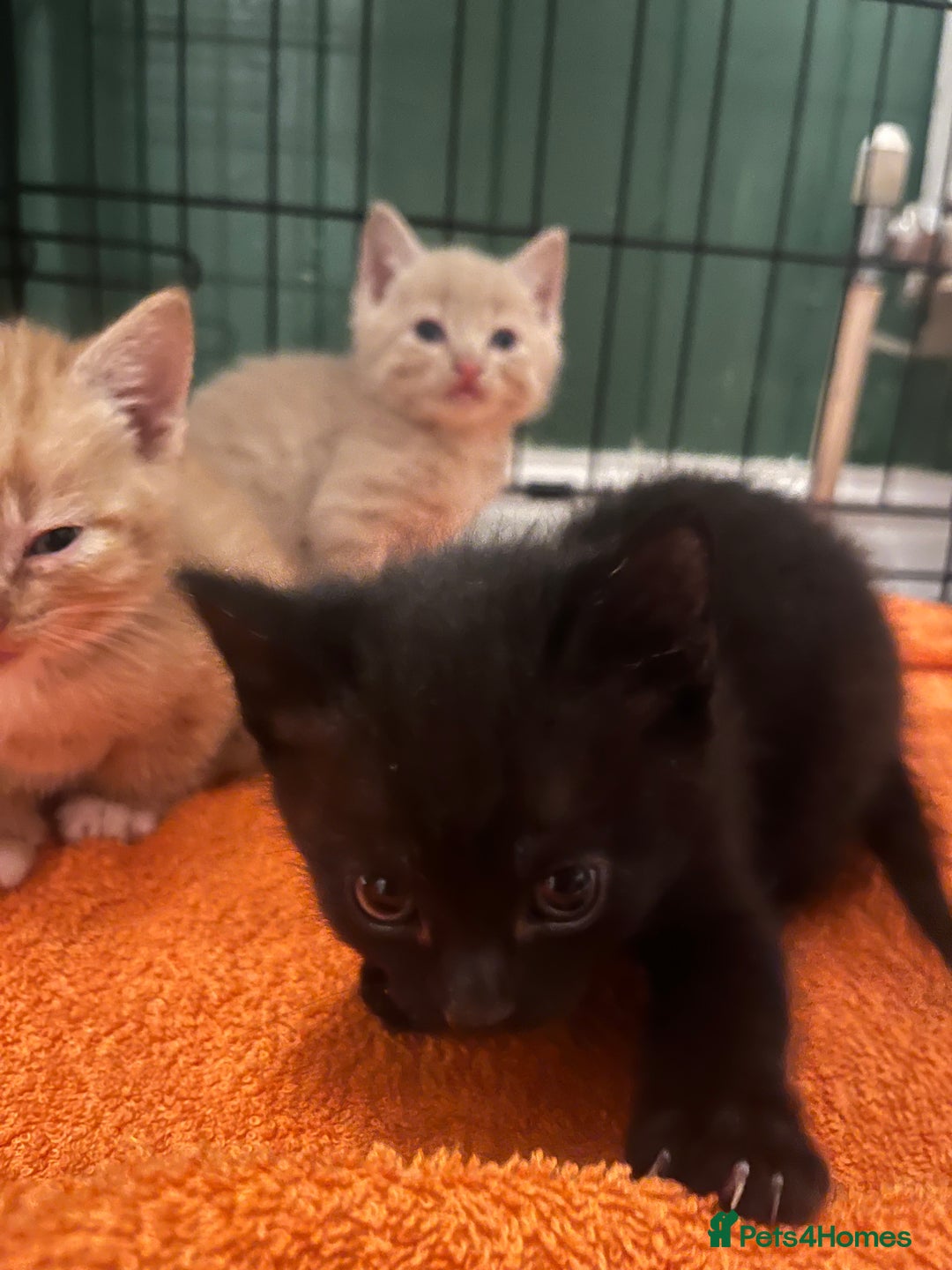 Domestic Shorthair cats for sale: 4 gorgeous kittens  - Image 33