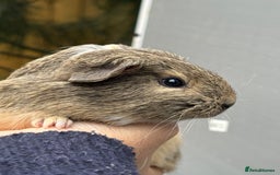 Guinea Pig rodents for sale: Lovely piggies, sheltie, Rex and Peruvian  - Image 3