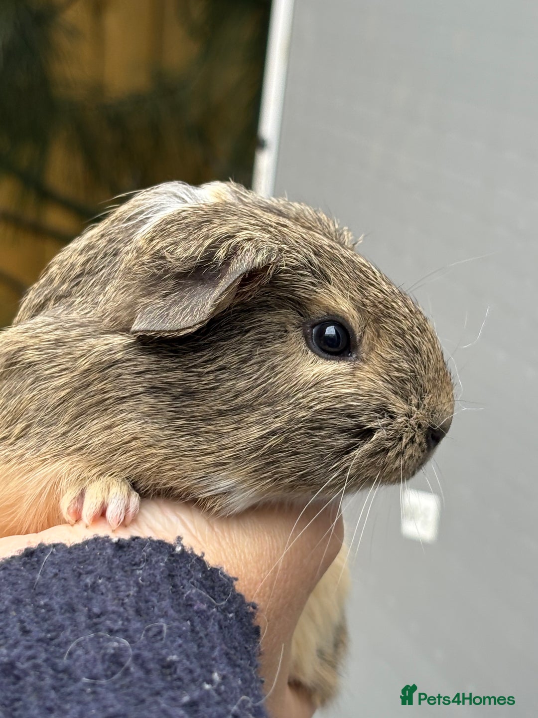 Guinea Pig rodents for sale: Lovely piggies, sheltie, Rex and Peruvian  - Image 3